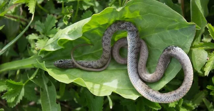 Comment éviter la plante serpents dans votre jardin